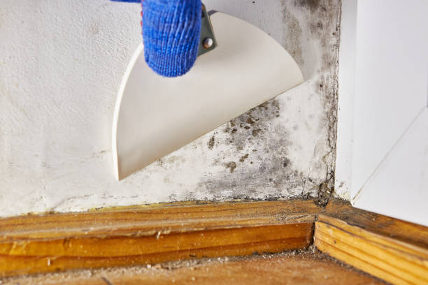 Best Mold Documentation for Insurance Claims  in Grissom Af, IN